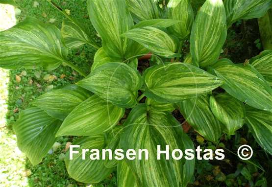 Hosta Stargate